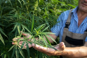 Cannabis Machinery and Equipment Appraisals